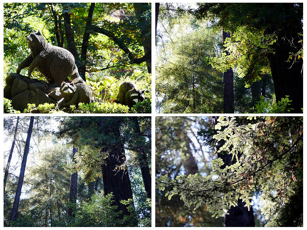 露營地點推薦大蘇爾(Big Sur)一個風景如畫的紅杉森林露營地